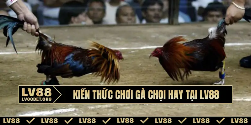 Kiến thức chơi gà chọi hay tại LV88